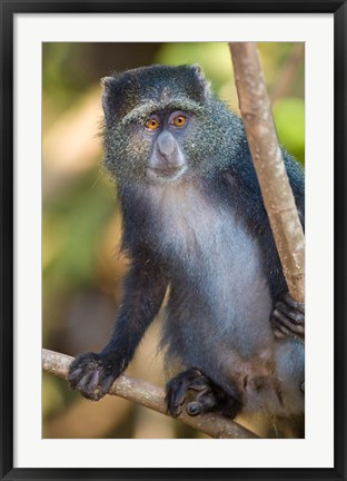 Framed Tanzania. Blue Monkey, Manyara NP Print