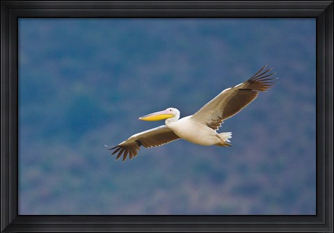 Framed Tanzania. Great White Pelican, bird, Manyara NP Print