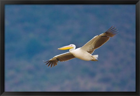 Framed Tanzania. Great White Pelican, bird, Manyara NP Print