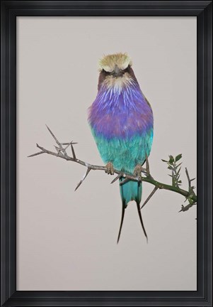 Framed Lilac-breasted Roller Bird pirched on a twig Print