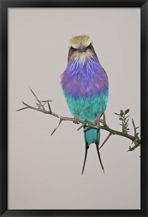 Framed Lilac-breasted Roller Bird pirched on a twig Print