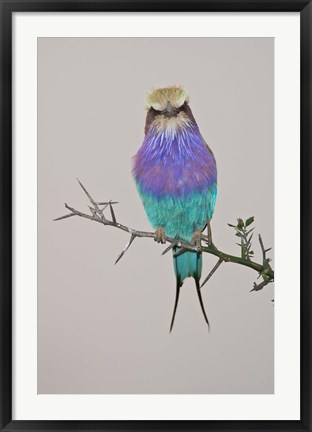 Framed Lilac-breasted Roller Bird pirched on a twig Print