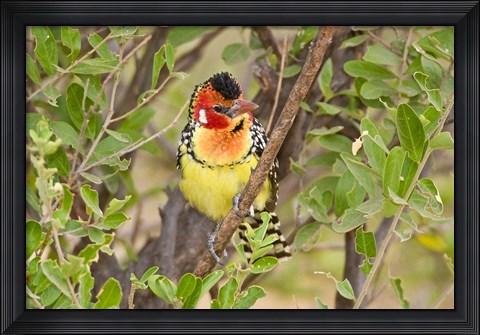 Framed Tanzania. Red and Yellow Barbet, Tarangire NP Print