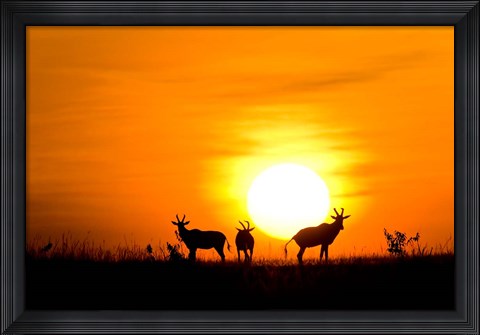Framed Topi wildlife, Masai Mara GR, Kenya Print
