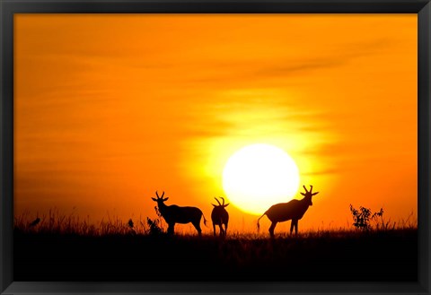 Framed Topi wildlife, Masai Mara GR, Kenya Print