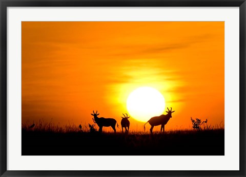 Framed Topi wildlife, Masai Mara GR, Kenya Print