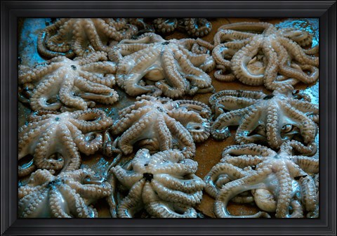 Framed Tanzania, Zanzibar, StoneTown, Darajani Market, Octopus Print
