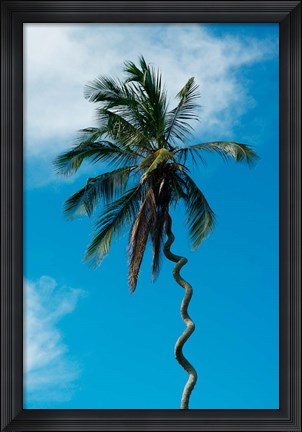 Framed Tanzania: Zanzibar, curly-que trunk of palm tree inland Print
