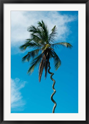 Framed Tanzania: Zanzibar, curly-que trunk of palm tree inland Print