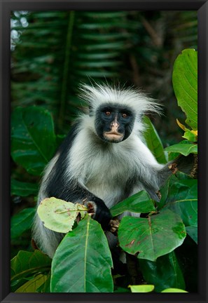 Framed Tanzania: Zanzibar, Jozani NP, red colobus monkey Print