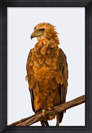 Framed Tawny Eagle on branch above the Maasai Mara Kenya Print