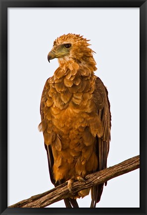 Framed Tawny Eagle on branch above the Maasai Mara Kenya Print