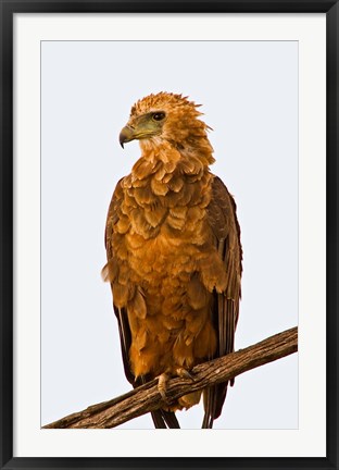 Framed Tawny Eagle on branch above the Maasai Mara Kenya Print