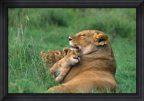 Framed Tanzania, Ngorongoro Crater. African lion family Print