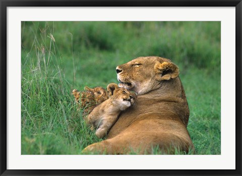 Framed Tanzania, Ngorongoro Crater. African lion family Print