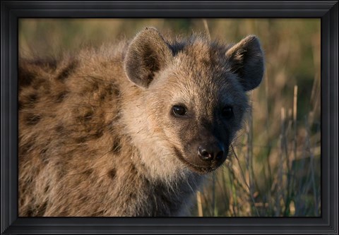 Framed Spotted Hyaena, Masai Mara National Reserve, Kenya Print