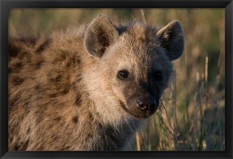 Framed Spotted Hyaena, Masai Mara National Reserve, Kenya Print