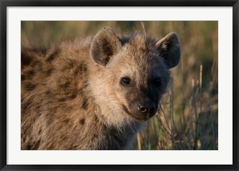 Framed Spotted Hyaena, Masai Mara National Reserve, Kenya Print