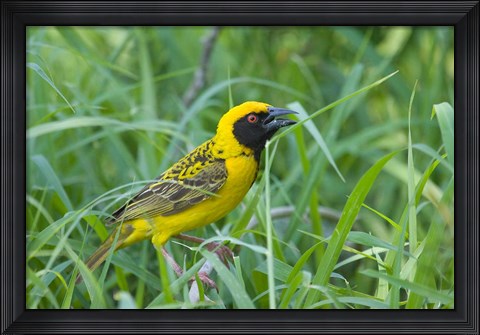 Framed Spottedbacked Weaver bird, Imfolozi, South Africa Print