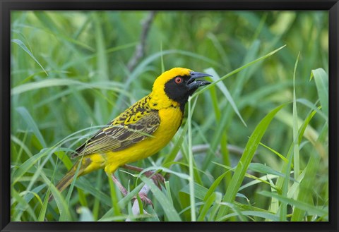 Framed Spottedbacked Weaver bird, Imfolozi, South Africa Print