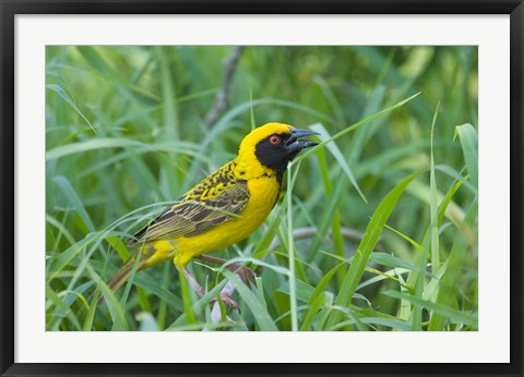 Framed Spottedbacked Weaver bird, Imfolozi, South Africa Print