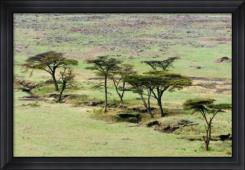 Framed Bush, Maasai Mara National Reserve, Kenya Print