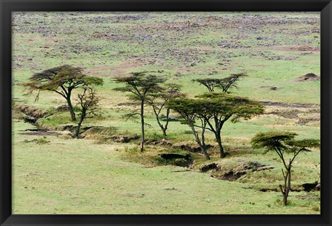 Framed Bush, Maasai Mara National Reserve, Kenya Print