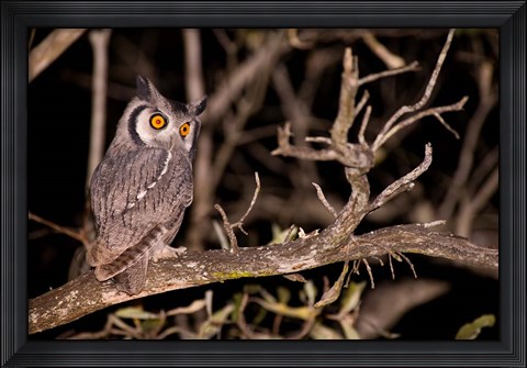 Framed Spotted Eagle Owl, Mpumalanga, South Africa Print