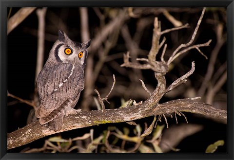 Framed Spotted Eagle Owl, Mpumalanga, South Africa Print
