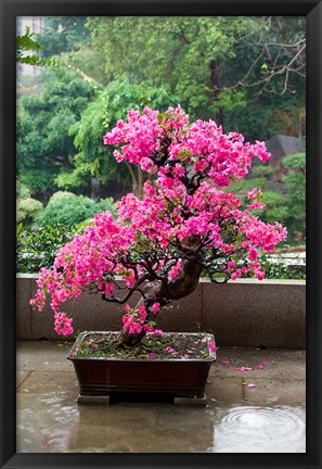 Framed Spring Blossoms cover Bonsai, The Chi Lin Buddhist Nunnery, Hong Kong, China Print