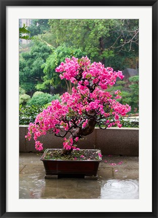 Framed Spring Blossoms cover Bonsai, The Chi Lin Buddhist Nunnery, Hong Kong, China Print