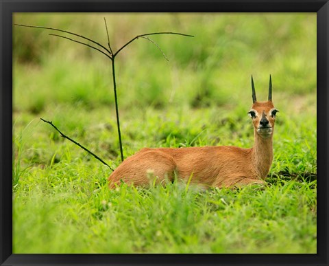 Framed Steenbok buck, Mkuze Game Reserve, South Africa Print