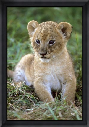 Framed Tanzania, Serengeti National Park, African lion Print