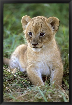 Framed Tanzania, Serengeti National Park, African lion Print