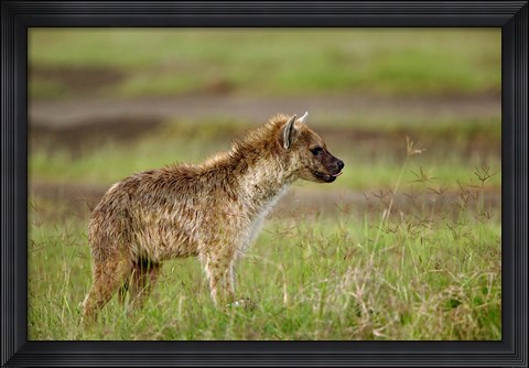 Framed Spotted Hyanea, Lake Nakuru National Park, Kenya Print