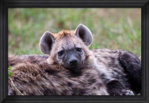 Framed Spotted Hyena wildlife, Maasai Mara, Kenya Print