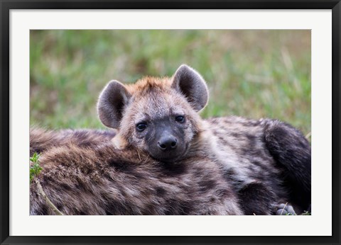 Framed Spotted Hyena wildlife, Maasai Mara, Kenya Print