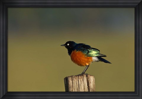 Framed Superb Starling bird, Lake Nakuru National Park, Kenya Print
