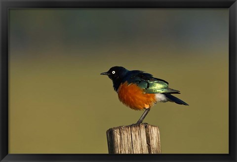 Framed Superb Starling bird, Lake Nakuru National Park, Kenya Print