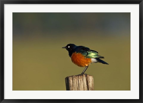 Framed Superb Starling bird, Lake Nakuru National Park, Kenya Print