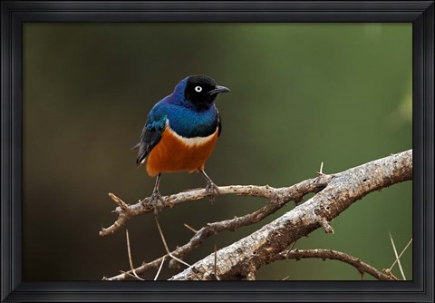Framed Superb Starling bird, Samburu National Reserve, Kenya Print