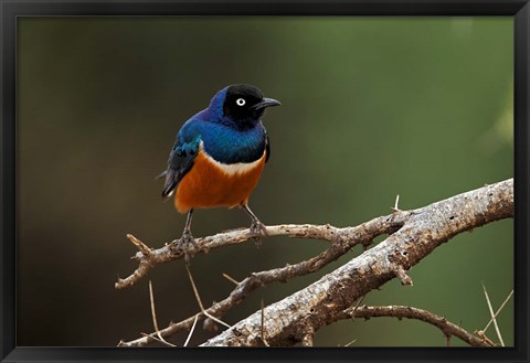 Framed Superb Starling bird, Samburu National Reserve, Kenya Print