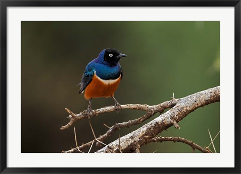 Framed Superb Starling bird, Samburu National Reserve, Kenya Print