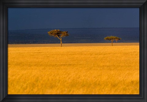 Framed Tall grass, Umbrella Thorn Acacia, Masai Mara, Kenya Print