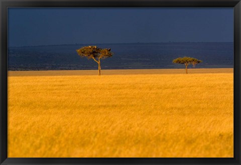 Framed Tall grass, Umbrella Thorn Acacia, Masai Mara, Kenya Print