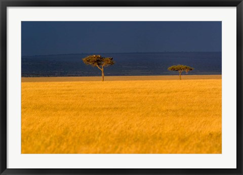 Framed Tall grass, Umbrella Thorn Acacia, Masai Mara, Kenya Print