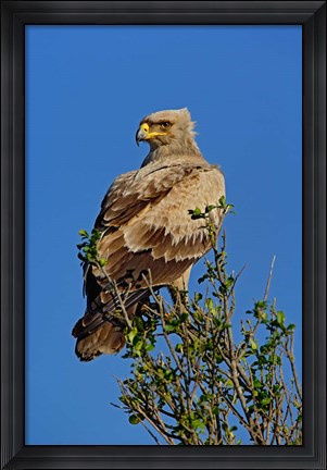 Framed Tawny Eagle, Aquila rapax, Masai Mara Game Reserve, Kenya Print