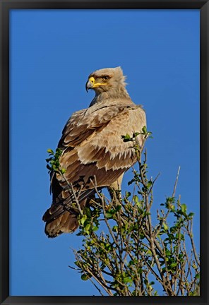 Framed Tawny Eagle, Aquila rapax, Masai Mara Game Reserve, Kenya Print