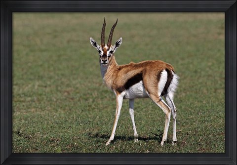 Framed Thomson&#39;s Gazelle antelope, Maasai Mara, Kenya Print