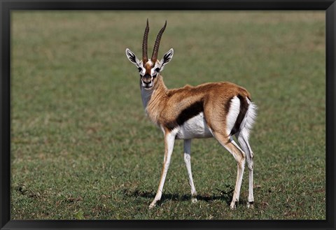 Framed Thomson&#39;s Gazelle antelope, Maasai Mara, Kenya Print